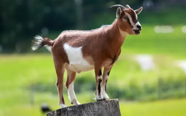 Qurbani